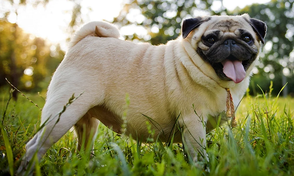 Mops Rassen