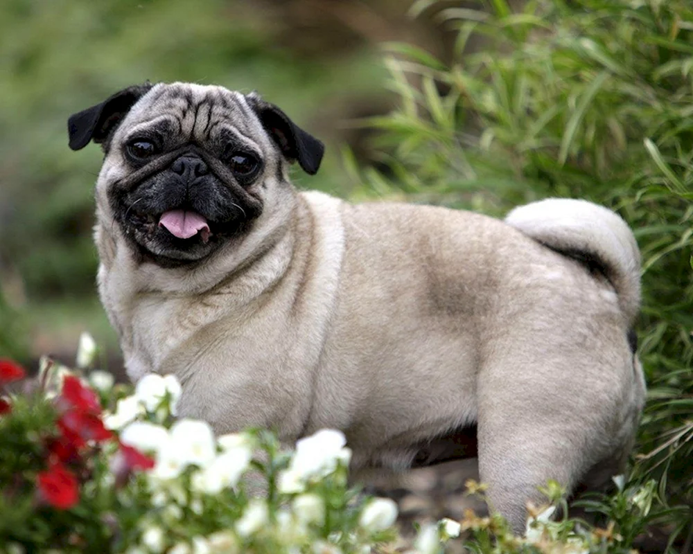 Mops Rassen