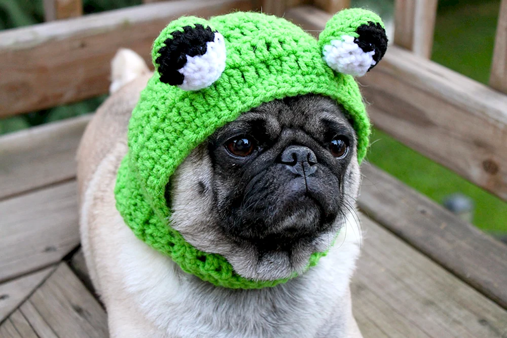 Mops Rassen Hund Rassen