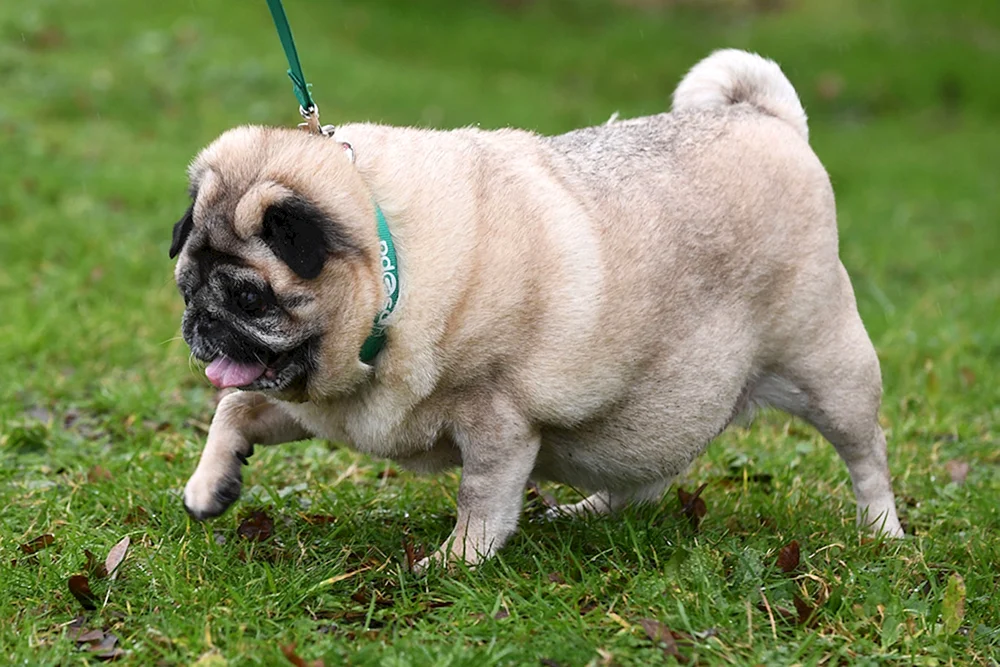 Mopsrasse