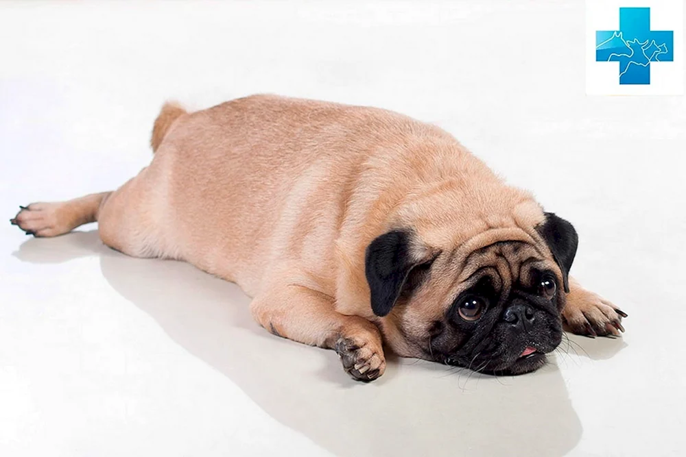 Lustige Hunde
