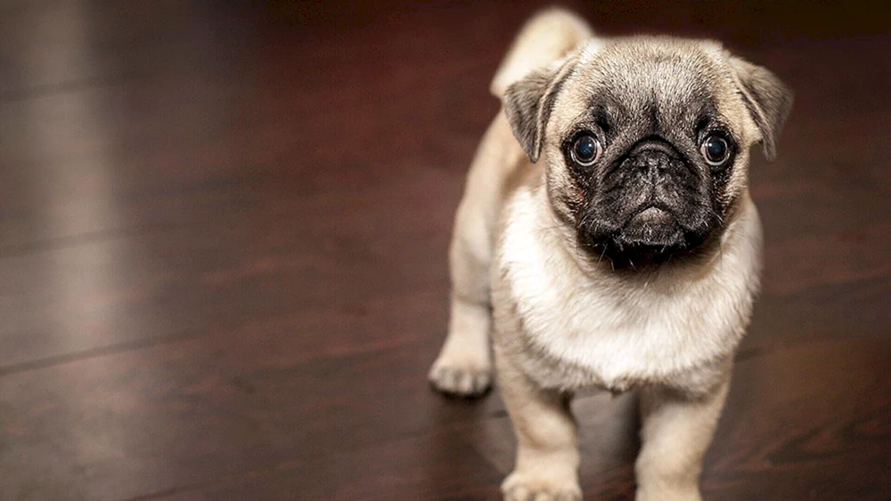 Mops Hunderasse