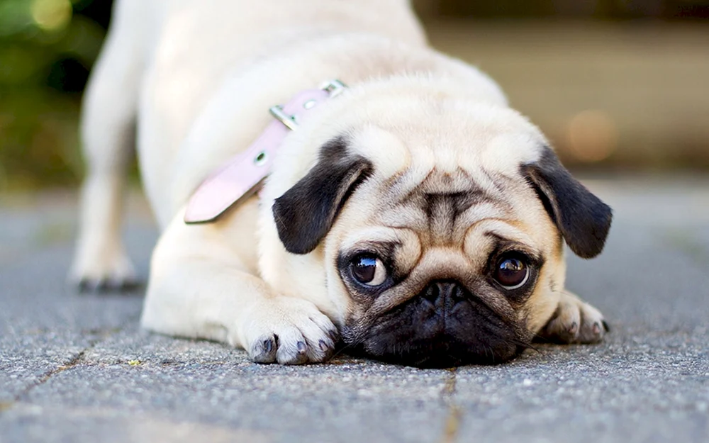 Mops