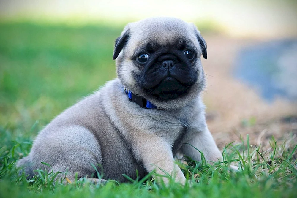 Mops