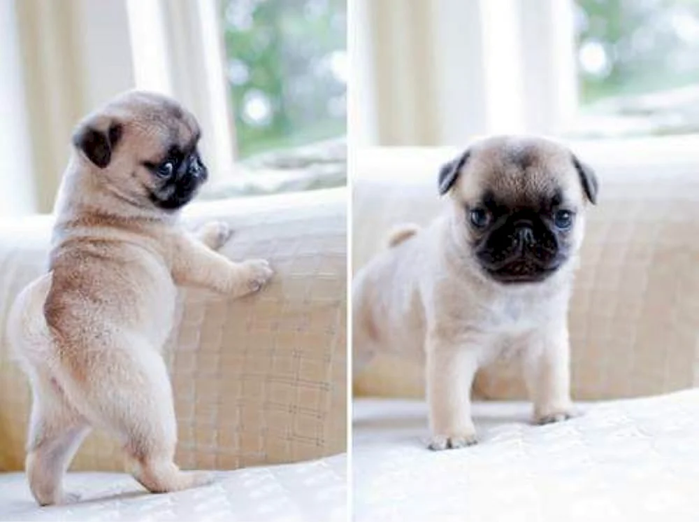 Mops Hunderasse