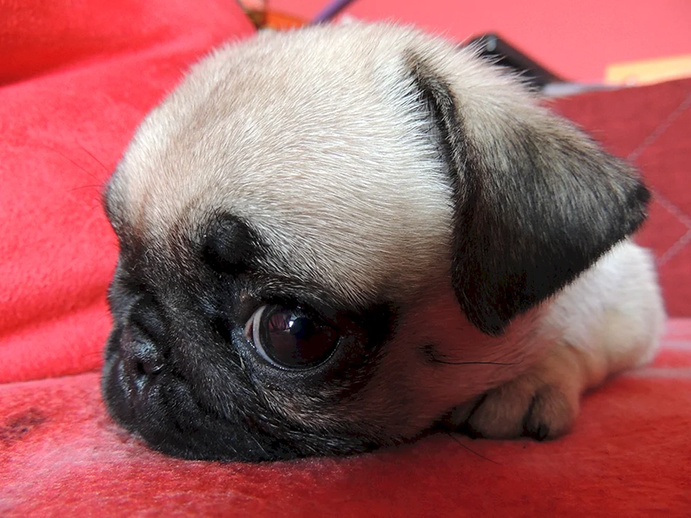 Hund Mops