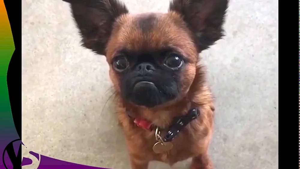 Mops gekreuzt mit Chihuahua