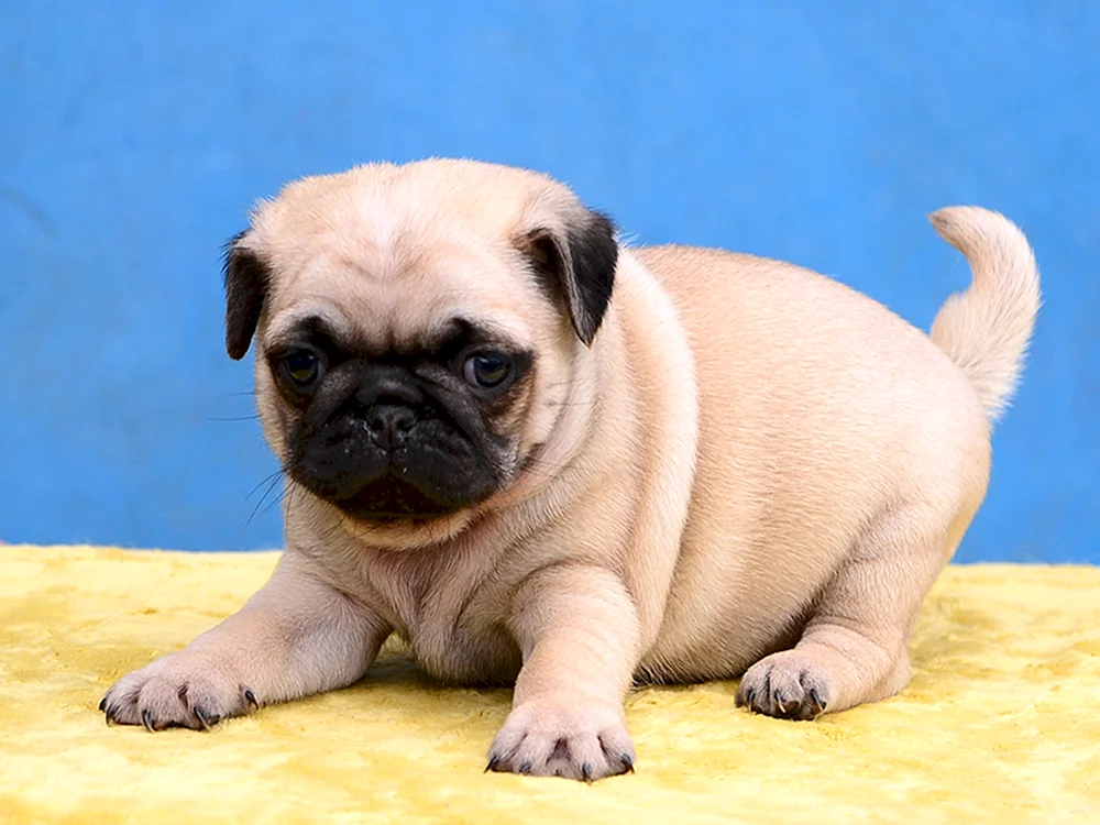 Mops und Zwergmops