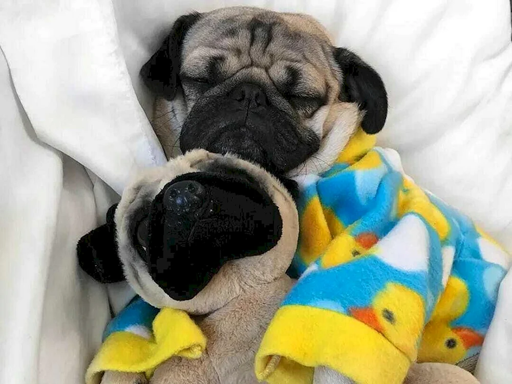 Mops
