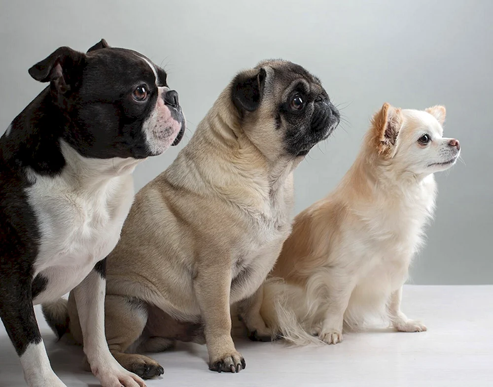 Mops Terrier