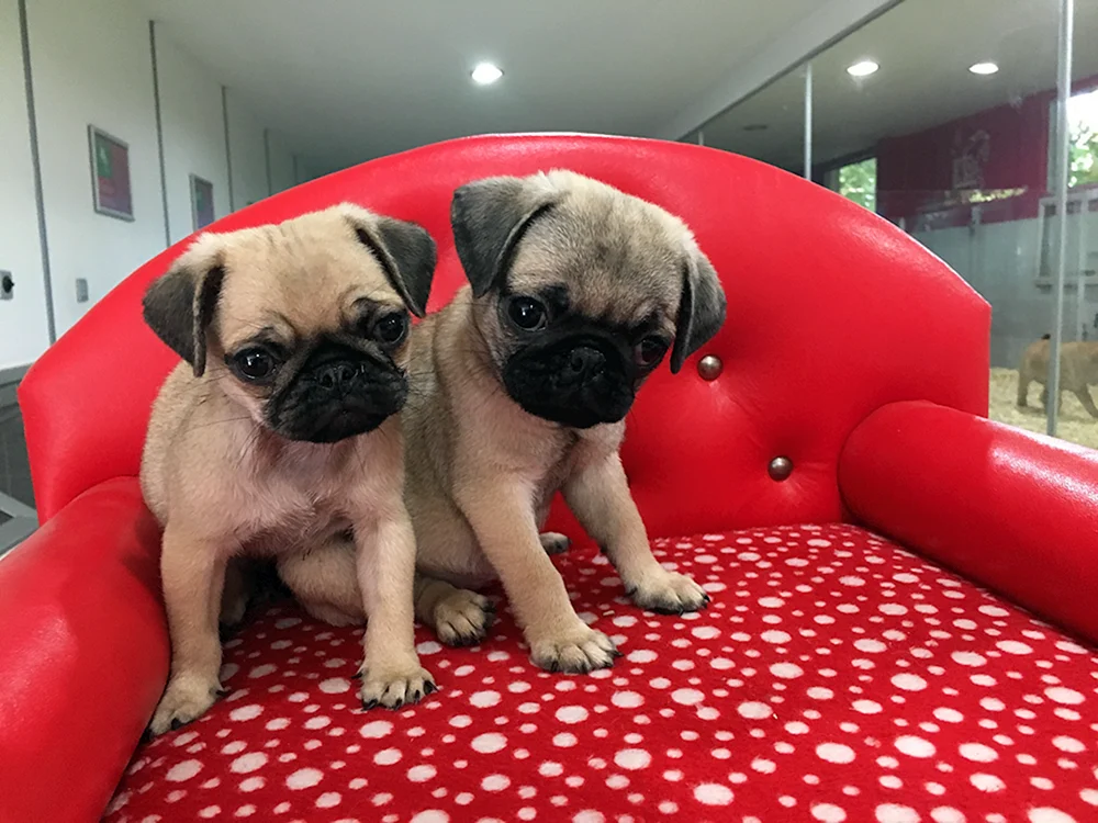 Chequered Mops