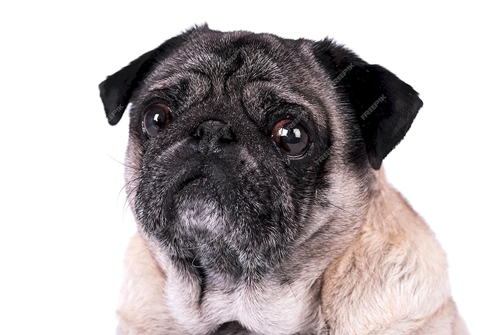 Mops klein