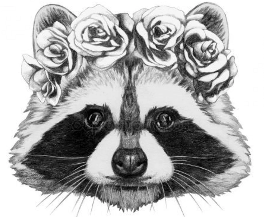 Waschbär-Zeichnung