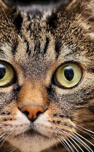 Katzengesicht