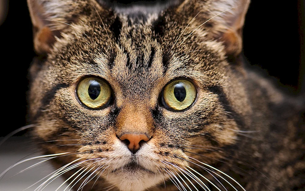 Katzengesicht