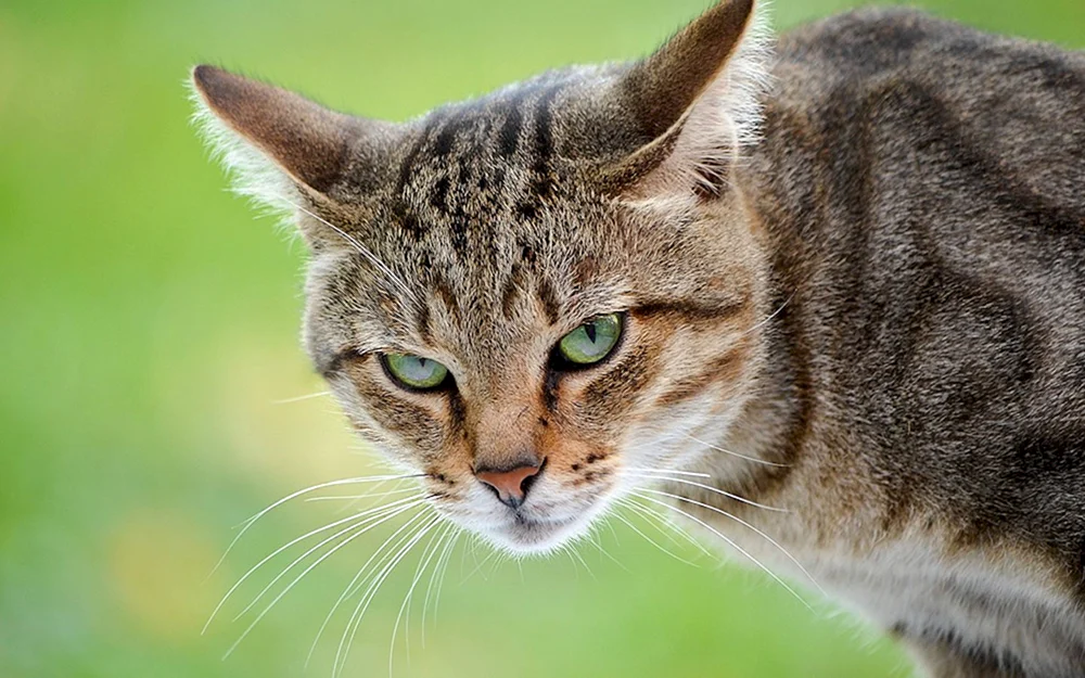 Katzengesicht