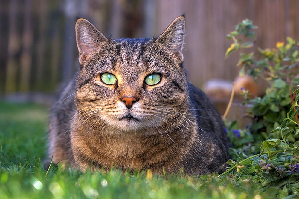Katzengesicht Katze