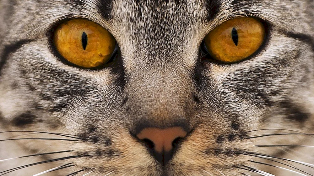 Maine- coon