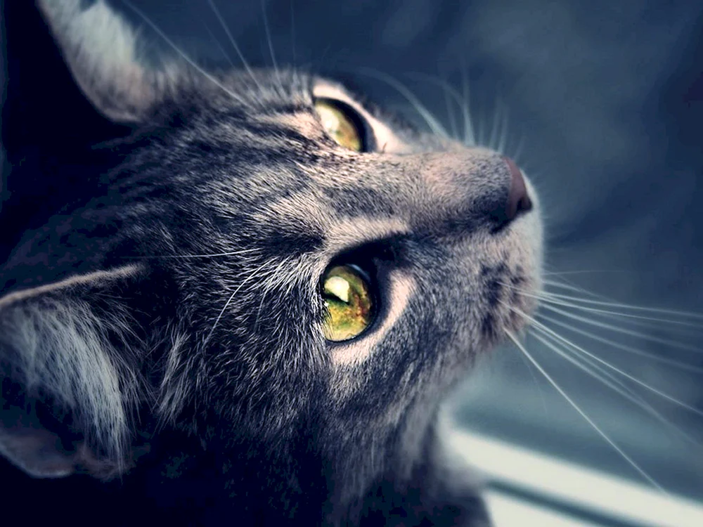 Süße Katzen
