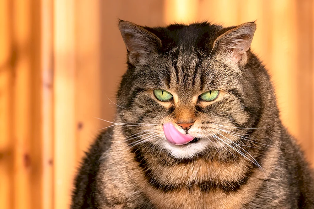 Katze lächelnd