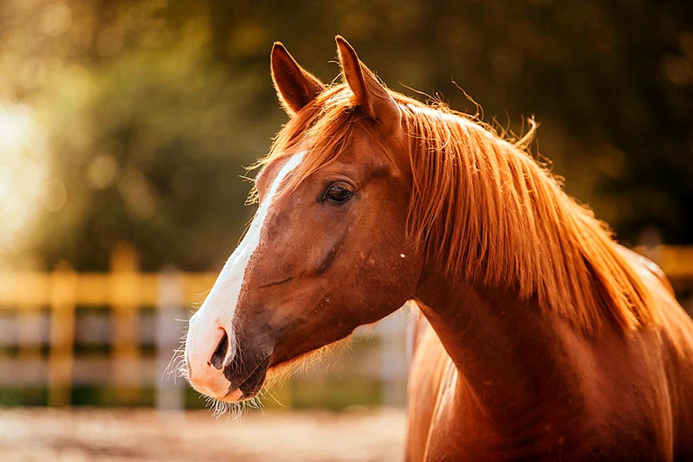 Mustang Pferd Gesicht