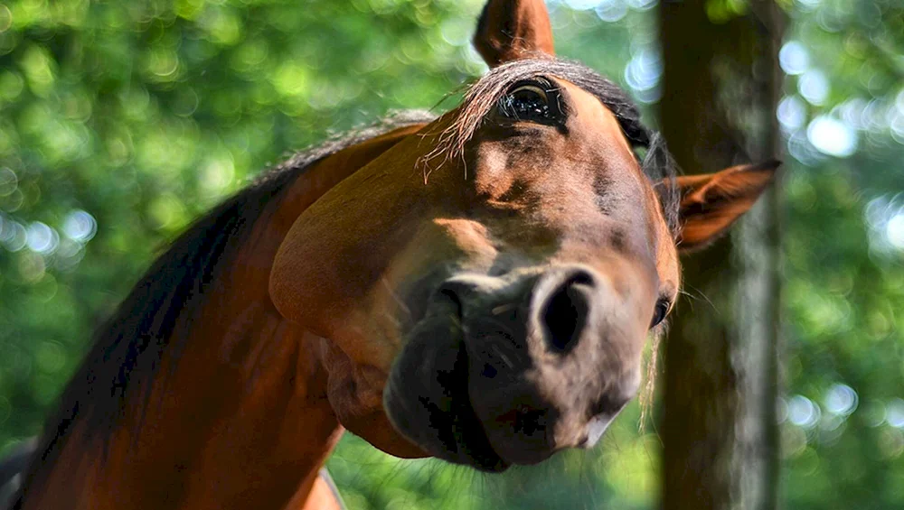 Pferdegesicht