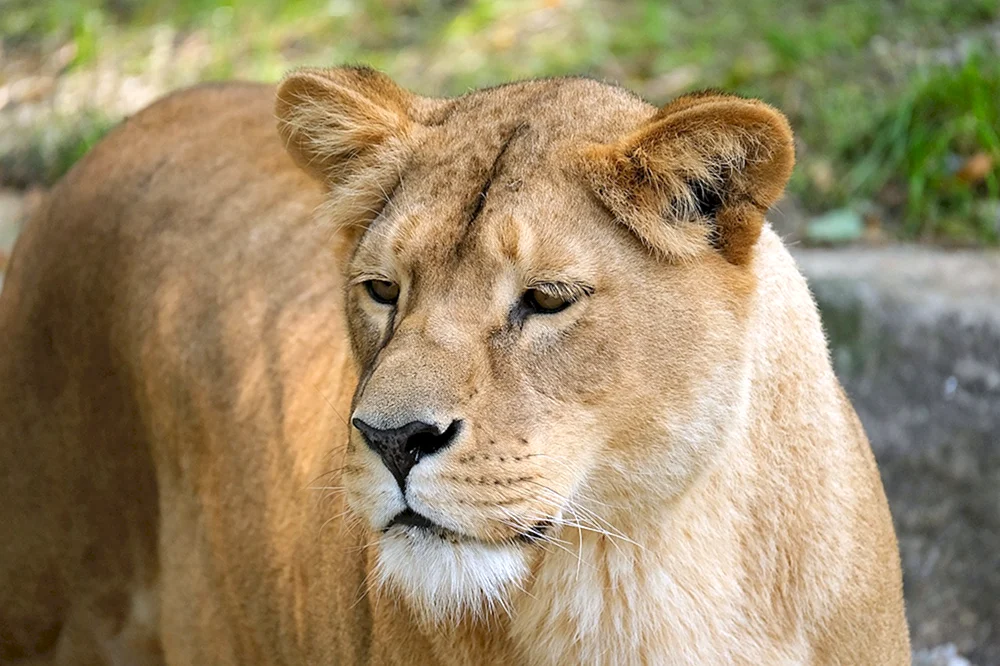 Löwin mit Mähne