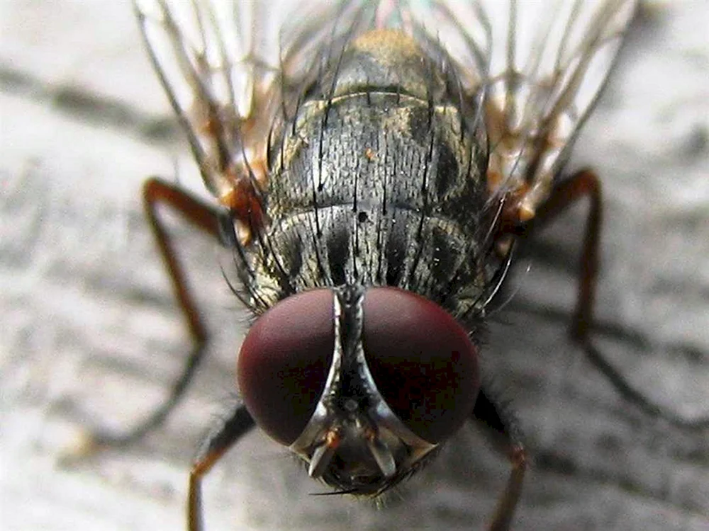 Das Gesicht der Fliege
