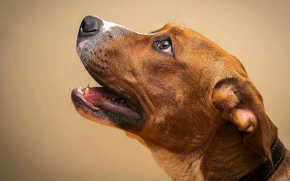 Hundegesicht im Profil