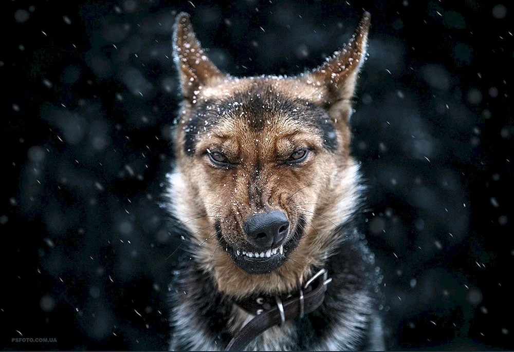 Wolfsgesicht