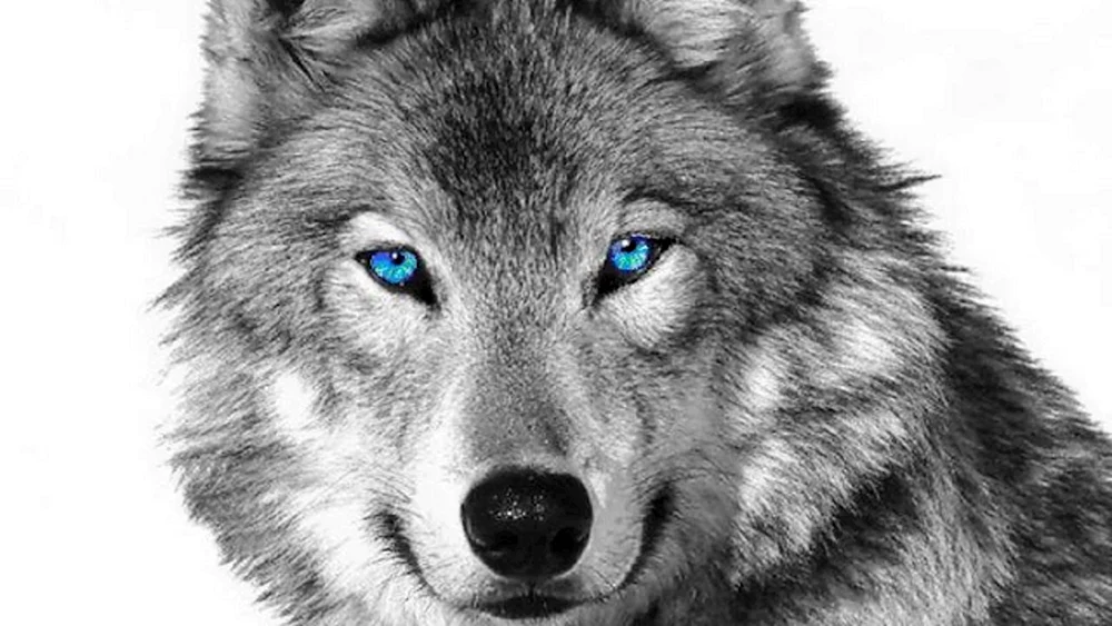 Wolf canis Lupus