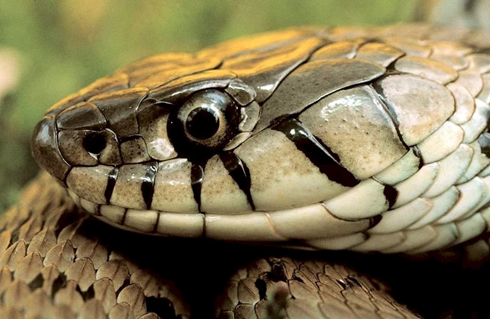 Viper Klapperschlange