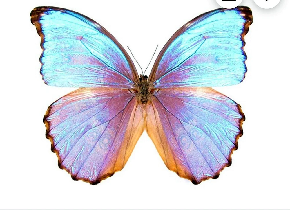 Morpho adonis Schmetterling