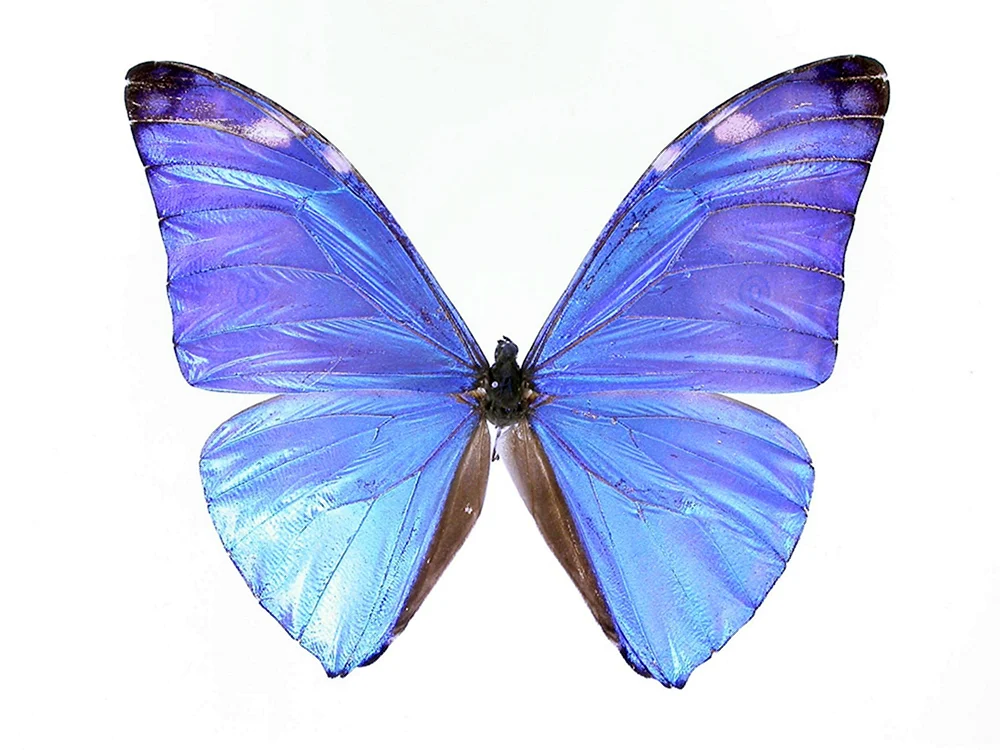 Lila Schmetterling
