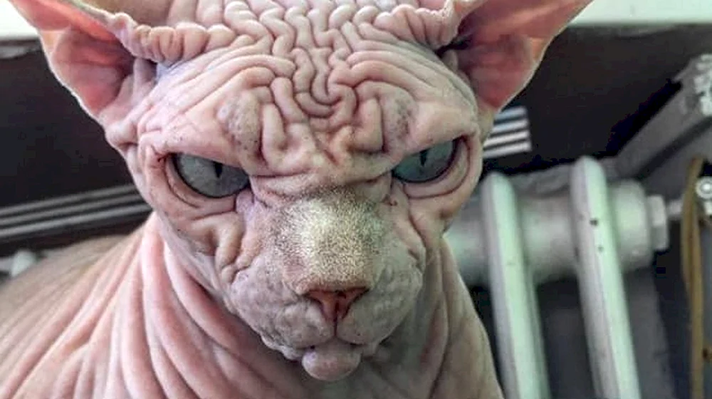 Sphynx Katzenrasse