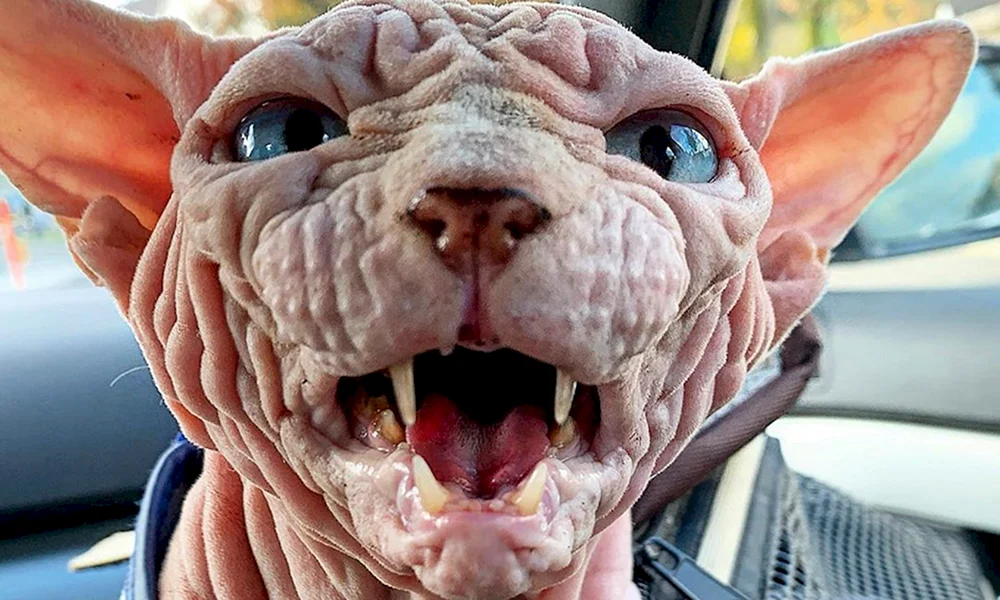 Don Sphynx schwarz