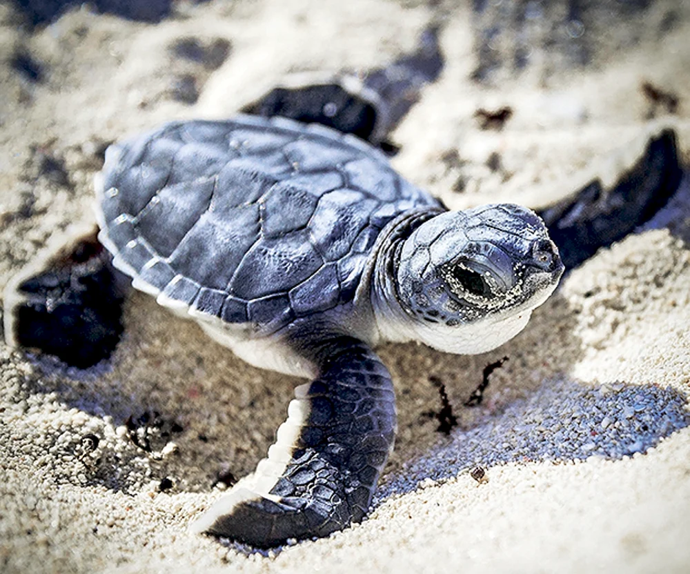 Rotwangen-Sumpfschildkröte