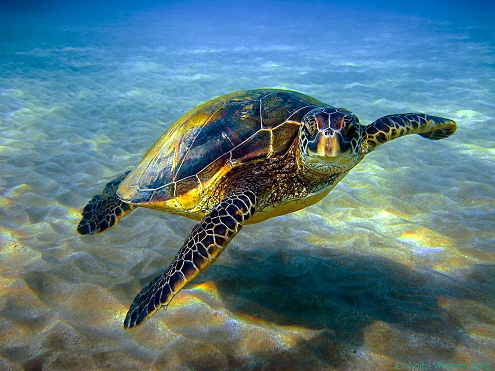 Hawksbill Meeresschildkröte