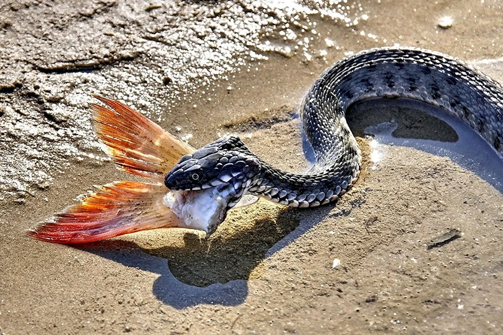 Polypterus senegalese