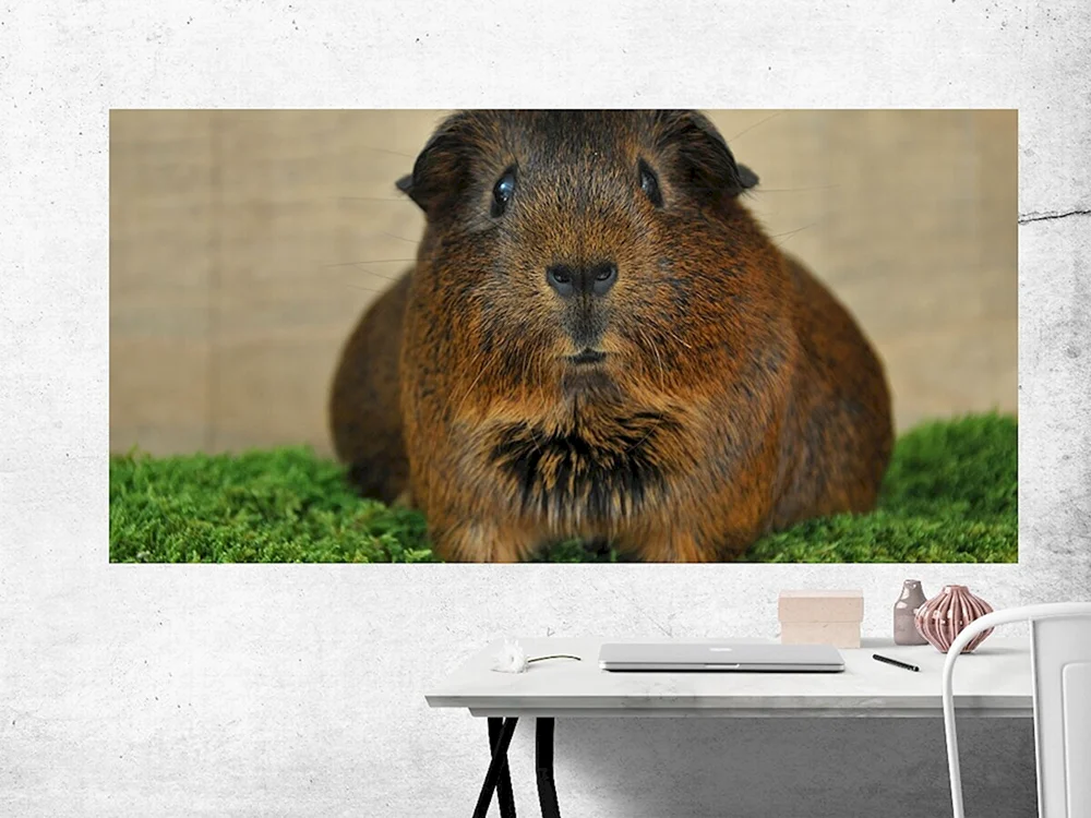 Capybara und Meerschweinchen