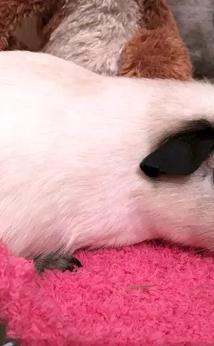 Meerschweinchen Amerikanisches Schopfmeerschweinchen Kalifornien