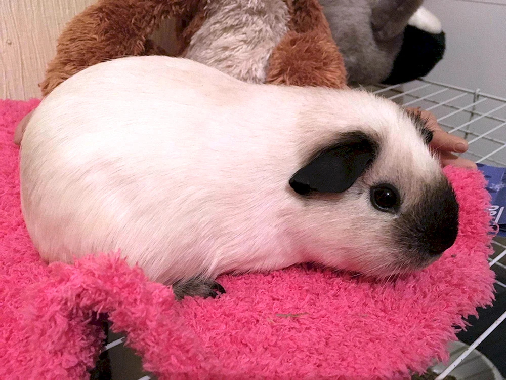 Meerschweinchen Amerikanisches Schopfmeerschweinchen Kalifornien