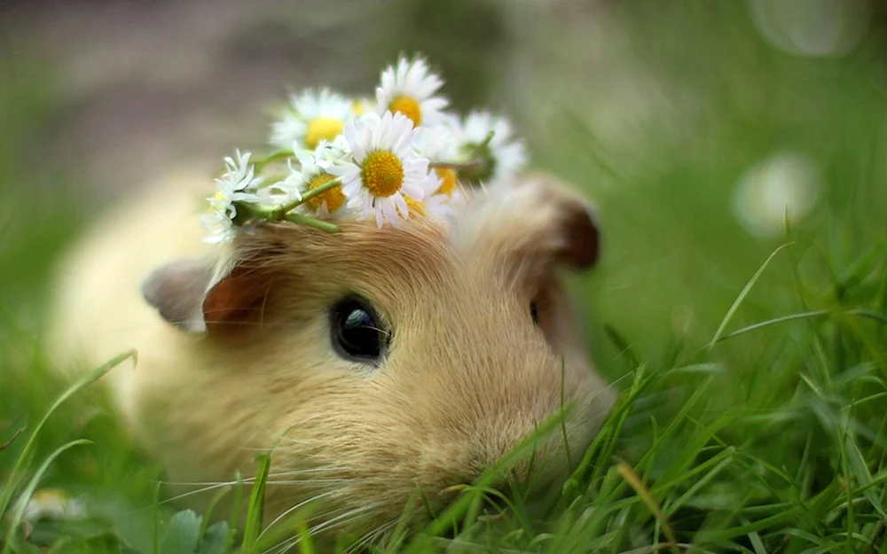 Meerschweinchen und Hamster