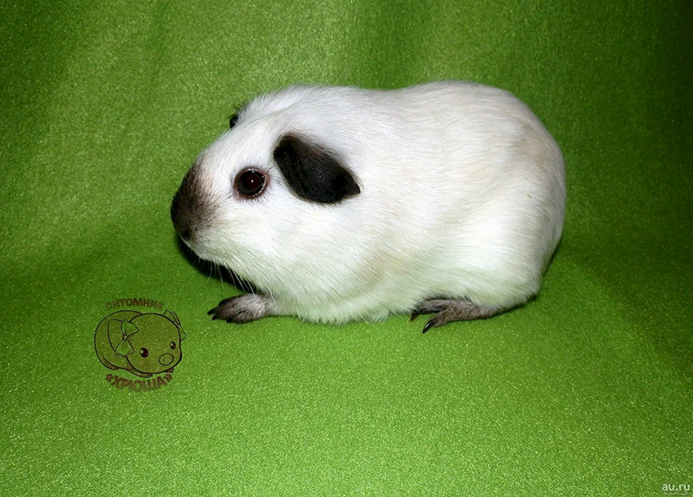 Siamese Meerschweinchen