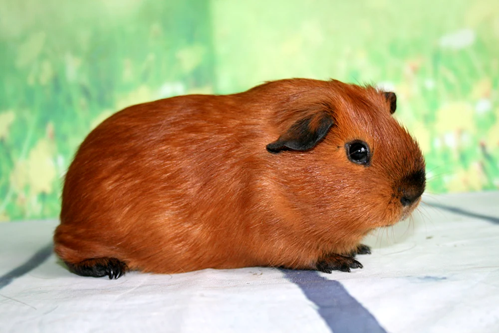 Gimalayan Meerschweinchen