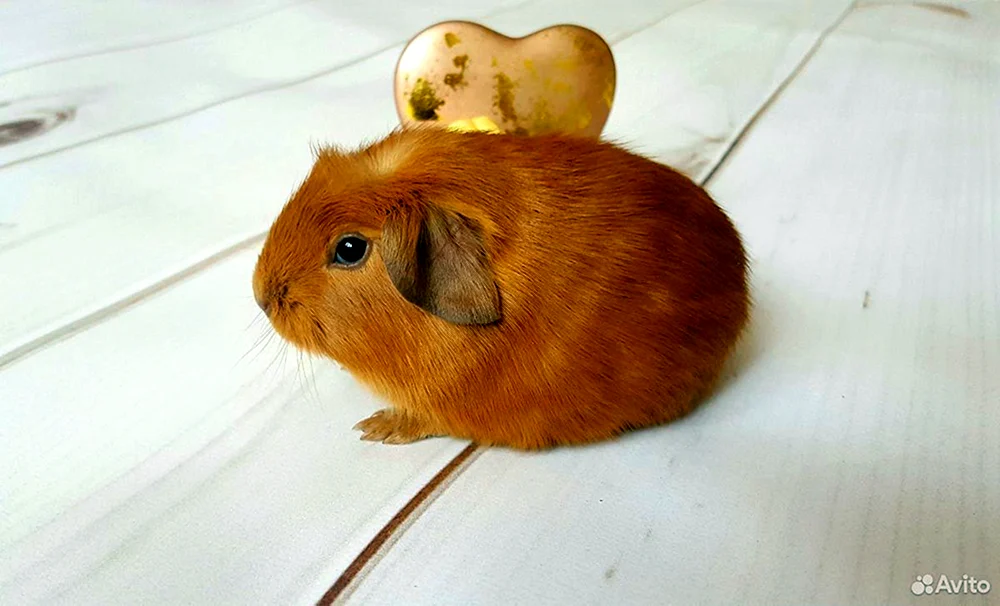 Kalifornien Meerschweinchen