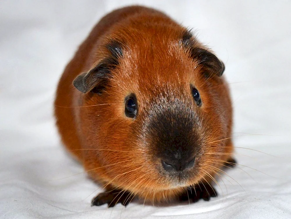 Kalifornisches Meerschweinchen Self California