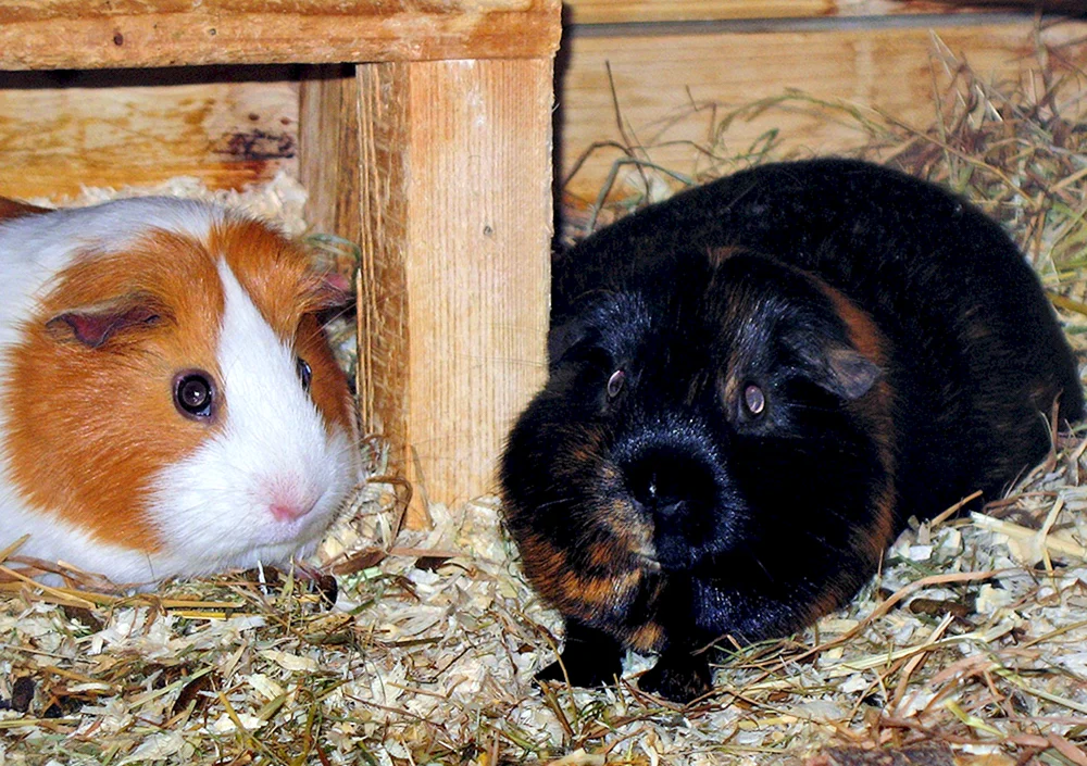 Himalaya-Meerschweinchen