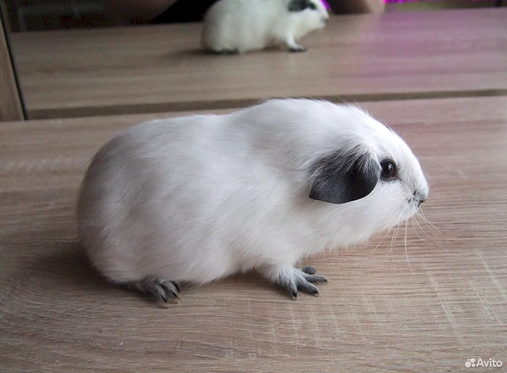 Kalifornisches Meerschweinchen