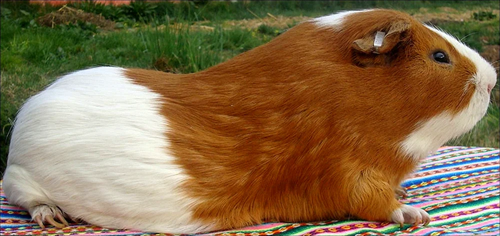 Wombat Patrick
